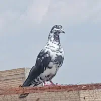 کبوتر تهرانی. معاوضه با سرور