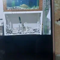 آکواریوم شیک