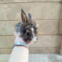 خرگوش خانگی