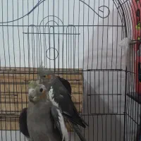 پرنده