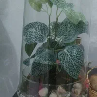 طبیعت سبز بسیار زیباست