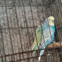 مرغ عشق رینبو