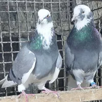 کبوتر شازه و ابلغی