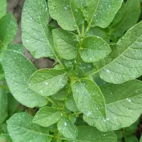 سمپاشی مزارع کشاورزی با پهپاد (پهباد)|خدمات باغبانی و درختکاری|کنگاور, |دیوار