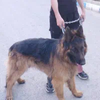 سگ نر|سگ|پاکدشت, پاکدشت (مامازند)|دیوار