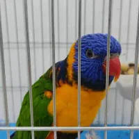 طوطی لوری|پرنده|پردیس, فاز ۱۱|دیوار