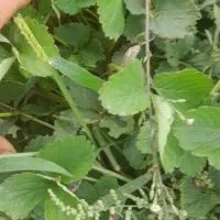 سر سبز و با ریشه وبا اصالت|خدمات باغبانی و درختکاری|قائم‌شهر, |دیوار