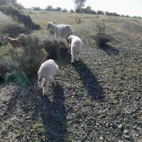 بره شیر میش بابره فروشی رودخانه