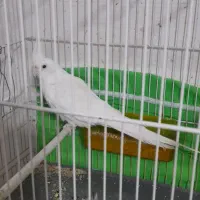 جفت عروس هلندی مولد