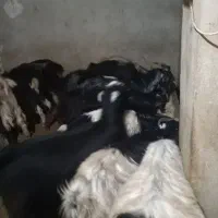 بزغاله ماده فروش فوری|حیوانات مزرعه|سرپل ذهاب, |دیوار