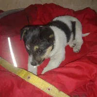 سگ‌پاکوتا‌نژاددا‌خیلی‌باهوش