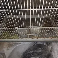 قفس|لوازم جانبی حیوانات|فردوس (خراسان), |دیوار