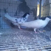 جفت یال شهری میمند|پرنده|میمند, |دیوار