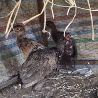 مرغ و خروس پاکستانی|پرنده|ساری, |دیوار