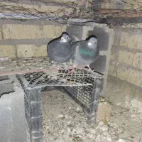 کبوتر پلاکی