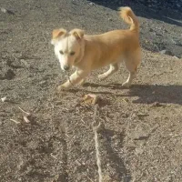 سلام دوستان یک عدد توله پاه کوتاه ب فروش میرسد