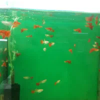 انواع گوپی متنوع رسید