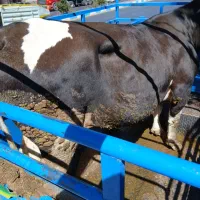 فروش‌خریدگاوگوساله‌تلیسه نوبرنقدبه‌بالا‌ترین‌قیمت