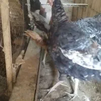 حیوانات بوقلمون