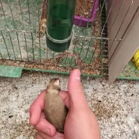 سهره نشاندار عینکی|پرنده|تبریز, |دیوار