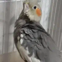 عروس هلندی سالم