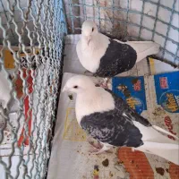 کبوتر آلمانی دوکتی پشتی کفتر کیلومتری پشت ابی وسیا