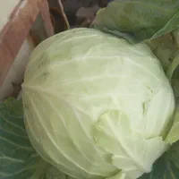 کلم هرکی خواست درخدمتیم