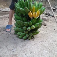 نهال و ریشه ی موز