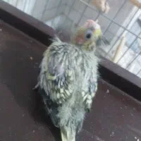 جوجه عروس هلندی|پرنده|قم, پردیسان|دیوار