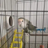 طوطی برزیلی