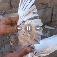 خشرنگ هفرنگ.   فقط تماس