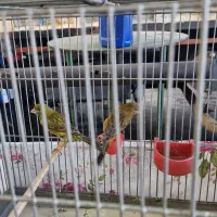 قناری نر و ماده