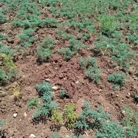 بلبلی نخود تازه