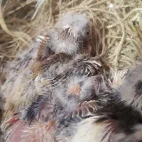 قناری به همراه جوجه ها|پرنده|تهران, امیریه|دیوار