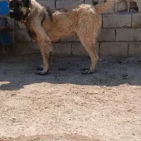 واگذاری‌ سگ‌ گله