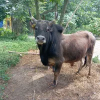 گاو ورزا