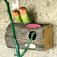 مولد طوطی برزیلی و عروسی هلندی