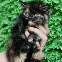 افر ویژه پیشی ملوس