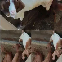 بز جوان|حیوانات مزرعه|بندر گناوه, |دیوار