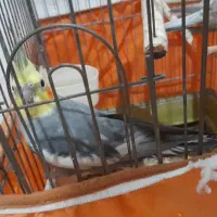 عروس هلندی ۹ماهه ۵ کلمه حرف