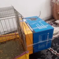 عروس هلندی نر و ماده