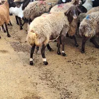 فروش و معاوضه گوسفند آبستن با بره نر