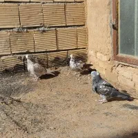 کبوتر کاشان|پرنده|فرخ‌شهر, |دیوار