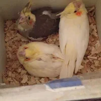 جوجه عروس هلندی سالم وسرحال