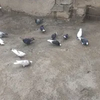 کبوتر
