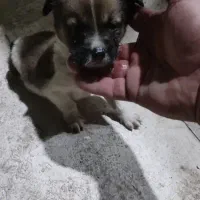 واگذارتوله دورگ سرابی|سگ|آستارا, |دیوار