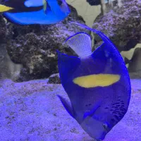 فرشته ماهی اب شور|ماهی|مشهد, کوثر|دیوار