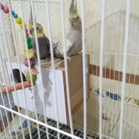 عروس هلندی|پرنده|تربت‌حیدریه, مسجد جامع|دیوار