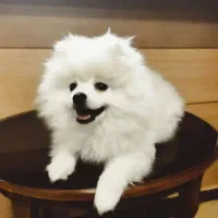 سگ پامر فروش فوری ب دلیل مهاجرت|سگ|گرگان, |دیوار