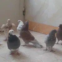 کفتر پرشی|پرنده|گلپایگان, |دیوار